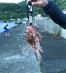 水族館で見たやつやんw