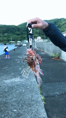 水族館で見たやつやんw