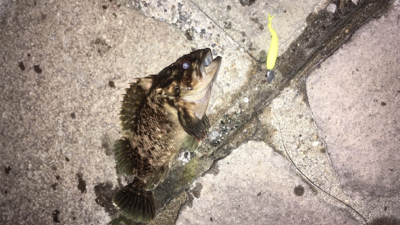 毎度毎度のお友達！