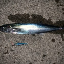 一瞬のサゴシラッシュ