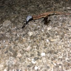 なぜかガッシー