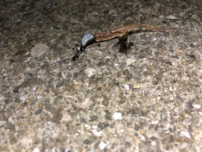 なぜかガッシー