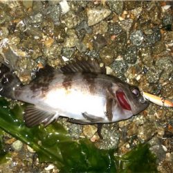 浅場メバリング