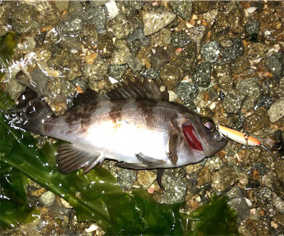 浅場メバリング