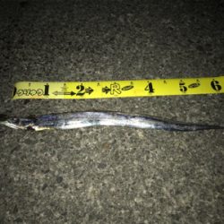 ワイワイ太刀魚ゲーム