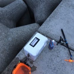 貝塚人工島にて、ガシラ、タケノコメバル