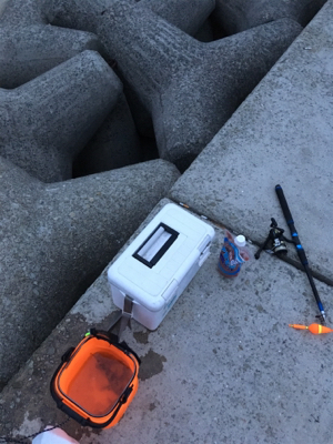 貝塚人工島にて、ガシラ、タケノコメバル