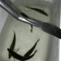 アジング最高だ！