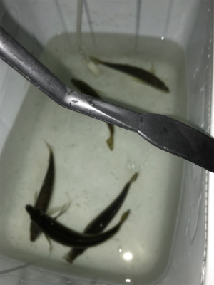 アジング最高だ！