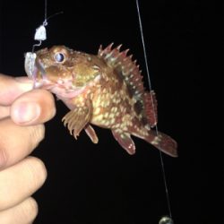 メバリング釣行