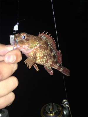 メバリング釣行