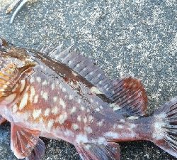 カサゴがつれました