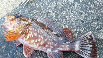 カサゴがつれました