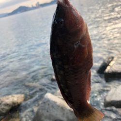 ライトワインド釣果