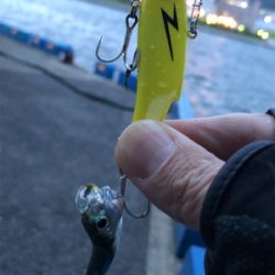 まさかのメバル