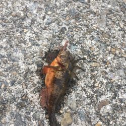 キス釣りのつもりが…渋かった