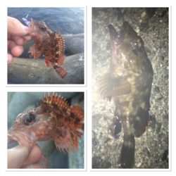 ライトゲーム満喫♩