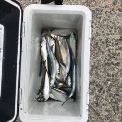 サビキ、サヨリ