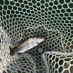 川場キングダムフィッシング