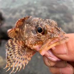 ロックフィッシュ ハタ調査