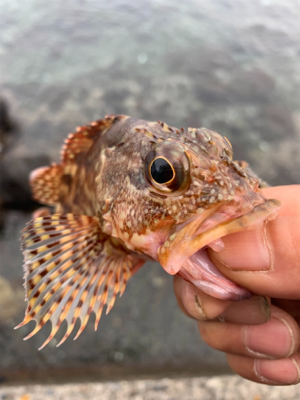 ロックフィッシュ ハタ調査