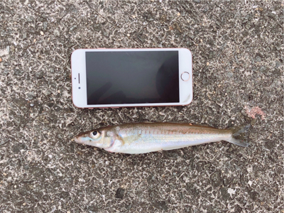 キスシーズン到来！！メゴチも…