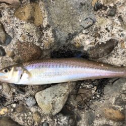 小学生以来の…