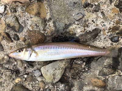 小学生以来の…