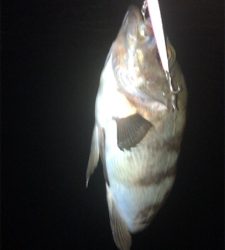 シーバス狙いなのに