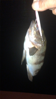 シーバス狙いなのに