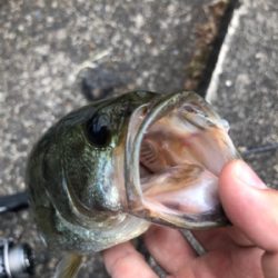 ちょこっと釣り