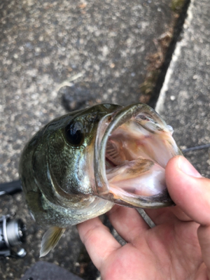 ちょこっと釣り