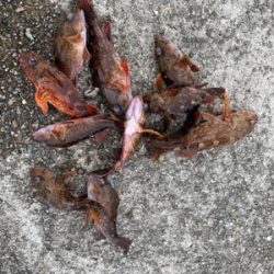 令和初の太刀！