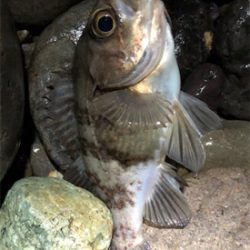 浅場メバル活性高い