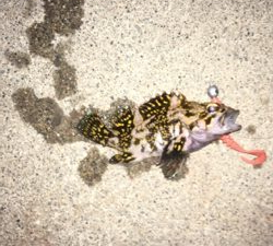 初松前フィッシュ！