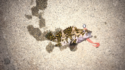 初松前フィッシュ！