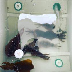 オフショアエギ！