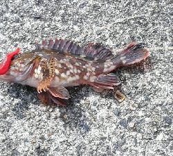 ロッドが折れた(>_<)