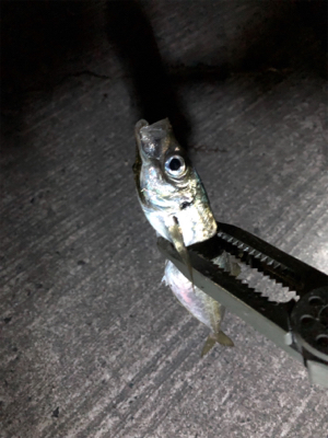 アジング絶好調