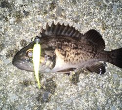 ソーイソイソイお祭りじゃー!