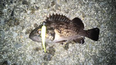 ソーイソイソイお祭りじゃー!