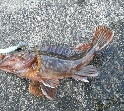 美味しいのが釣れました。