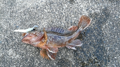 美味しいのが釣れました。