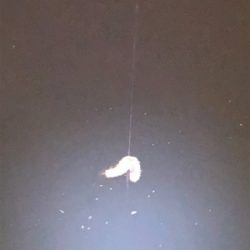 根魚ライトゲーム