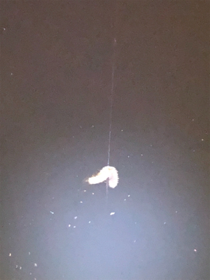 根魚ライトゲーム