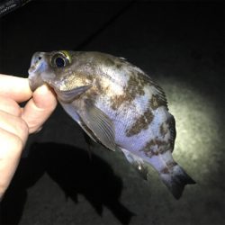 漁港でライトゲーム