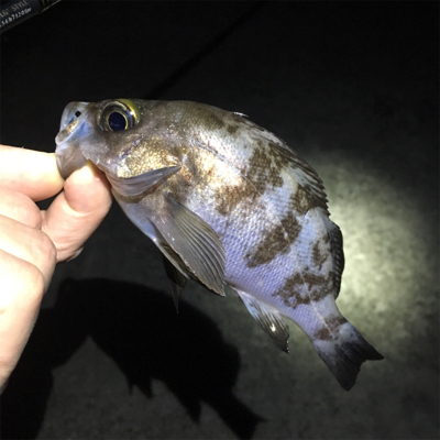 漁港でライトゲーム