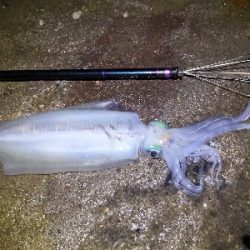 キロオーバー2匹