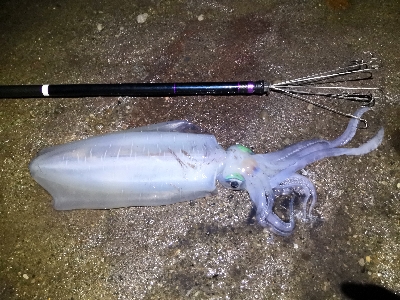 キロオーバー2匹