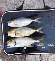 いろんな魚が釣れました